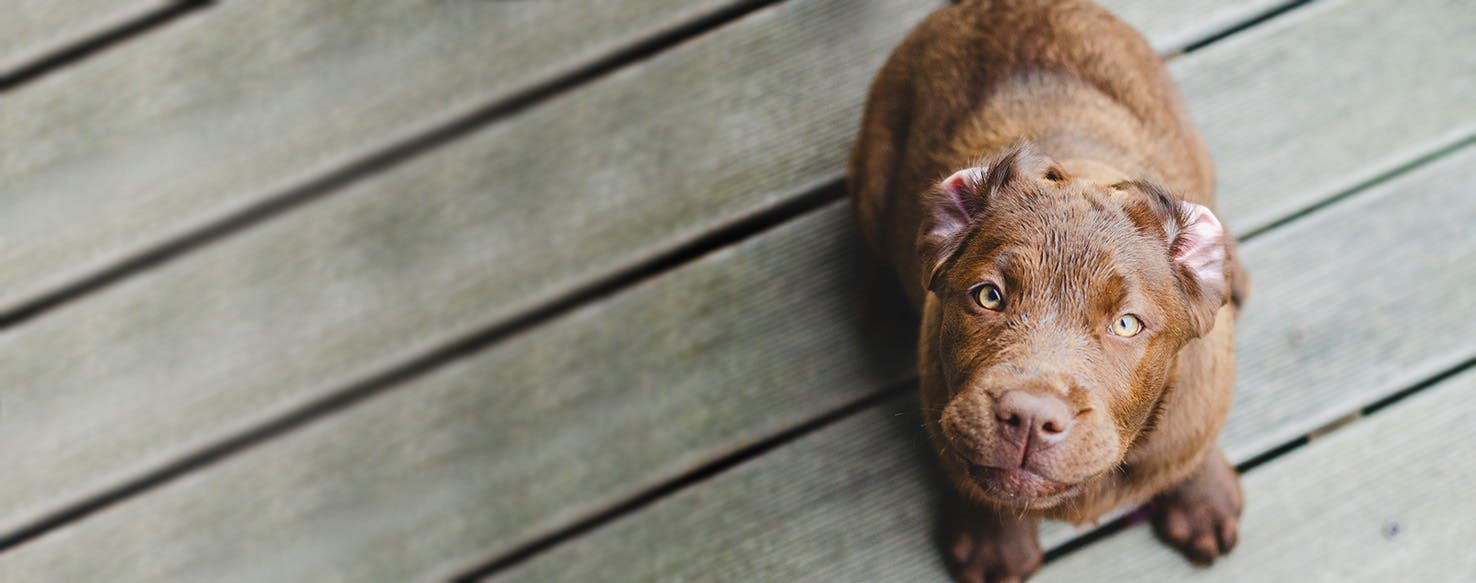 Dog Names That Start With Br Popular Male And Female Names Wag 